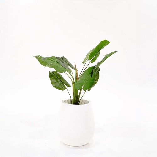 Planta