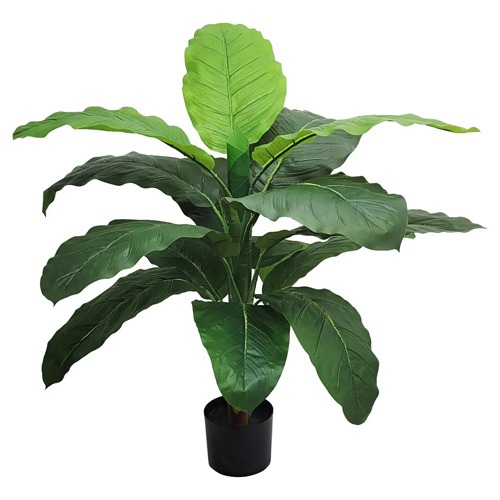 Planta